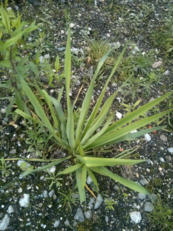 Yucca_filamentosa_UnserFritz_220616_PG01.jpg