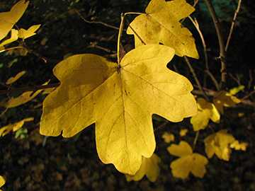 Acer campestre Herbstblatt