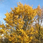 Acer campestre - Feld-Ahorn