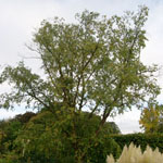 Betula nigra - Schwarz-Birke