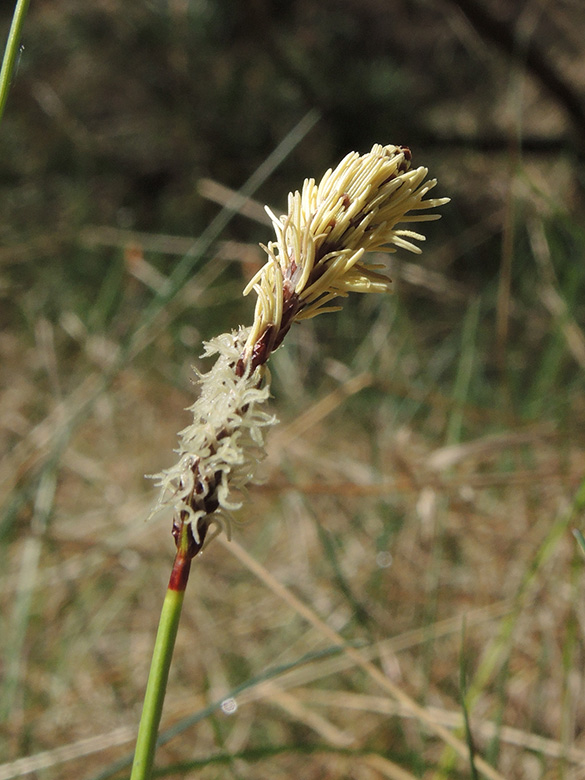 Carex ericetorum Senne