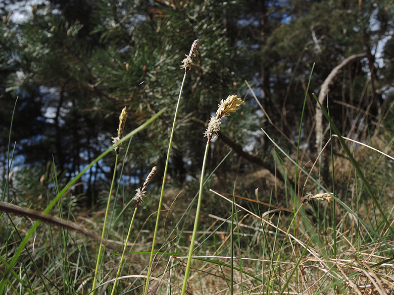Carex ericetorum Senne