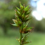 Carex guestphalica - Westfälische Segge