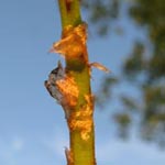 Dryopteris carthusiana - Kleiner Dornfarn