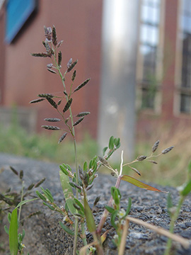 Kleines Liebesgras (Eragrostis minor), eine Art aus dem Mittelmeergebiet, die sich bei uns über die Bahn ausgebreitet hat (© A. Jagel)