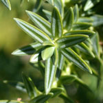 Juniperus drupacea - Syrischer Wacholder