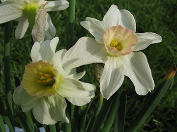 Narcissus Bell Song