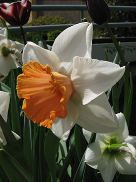 Narcissus Chromacolor