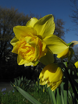 Narcissus Dick WIlden