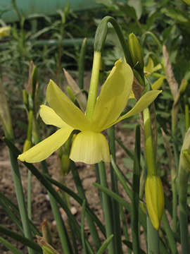 Narcissus Hawera