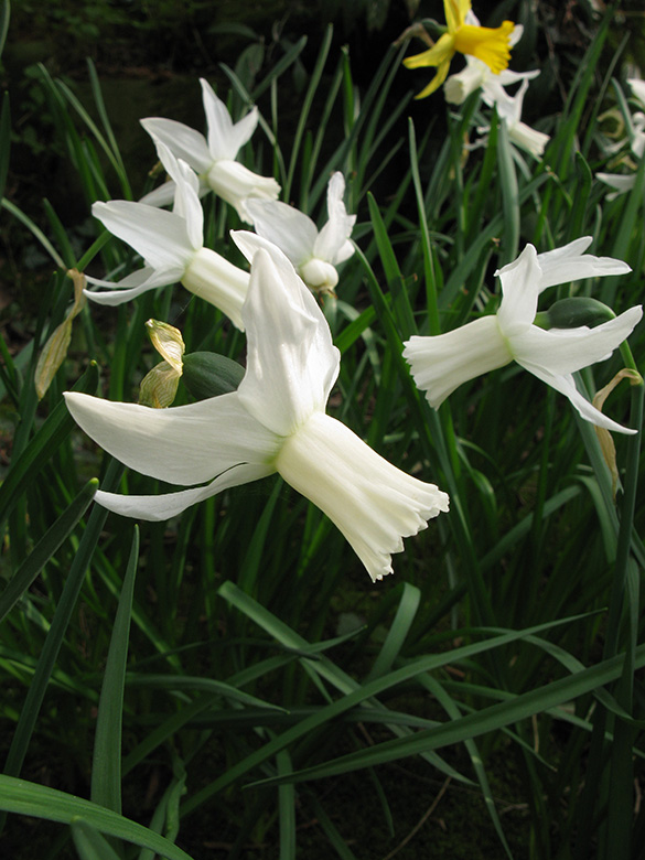 Narcissus Jenny