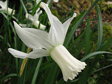Narcissus Jenny