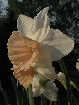 Narcissus Kati Heath