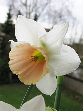 Narcissus Kaydee