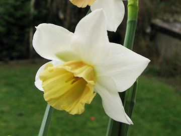 Narcissus Kaydee
