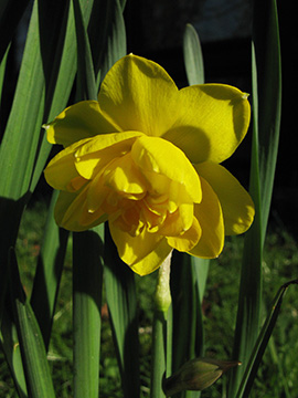 Narcissus Pencrebar