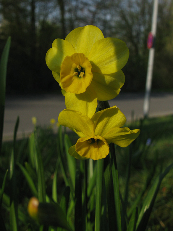 Narcissus Sundial