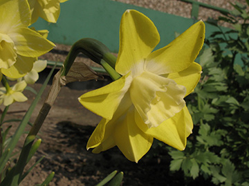 Narcissus Verdin