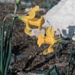 Narcissus bugei