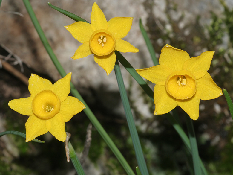 Narcissus cuatrecasasii