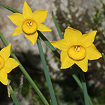 Narcissus cuatrecasasii - Cuatrecasasas-Narzisse