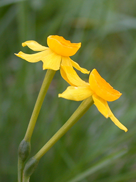 Narcissus jonquila