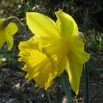Narcissus obvallaris (Sorte)