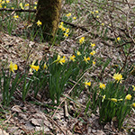 Narcissus pseudonarcissus - Gelbe Narzisse