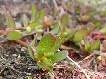... Portulaca oleracea agg., eine Gemüsepflanze (© A. Höggemeier)