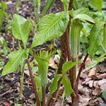 Arisaema triphyllum - Dreiblättriger Feuerkolben
