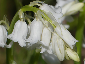 Hyacinthoides non-scripta Alba