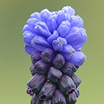 Muscari latifolium - Breitblättrige Traubenhyazinthe