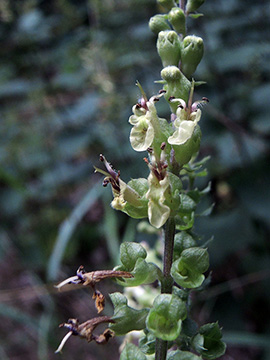 Salbei-Gamander (Teucrium scorodonia, © A. Jagel), ein Hinweis auf saure Böden.