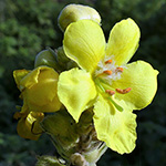 Verbascum densiflorum - Großblütige Königskerze