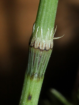 Equisetum pratense