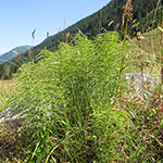 Equisetum pratense - Wiesen-Schachtelhalm