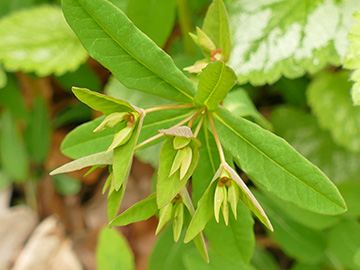 Euphorbia dulcis dulcis