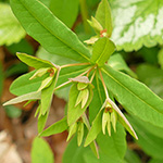 Euphorbia dulcis subsp. dulcis - Süße Wolfsmilch