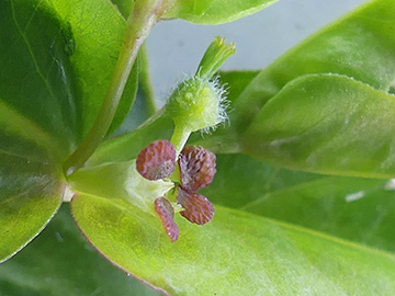 Euphorbia dulcis dulcis