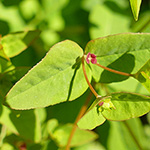 Euphorbia dulcis subsp. dulcis - Süße Wolfsmilch