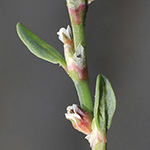 Polygonum arenastrum subsp. calcatum - Niedriger Trittrasen-Knöterich