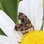 Anthophila fabriciana - Spreizflügelfalter