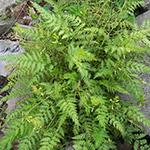Corydalis cheilanthifolia - Farnblättriger Lerchensporn