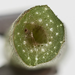 Dactylorhiza maculata agg. majalis