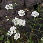Orlaya grandiflora - Strahlen-Breitsame