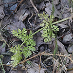 Orlaya grandiflora - Strahlen-Breitsame