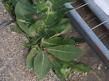 Verbascum lychnites