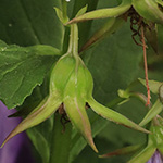 Campanula latifolia - Breitblättrige Glockenblume