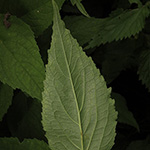 Campanula latifolia - Breitblättrige Glockenblume