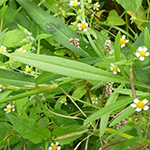 Coreopsis lanceolata - Lanzettblättriges Mädchenauge